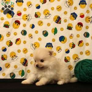 Delilah, Pomeranian Puppy